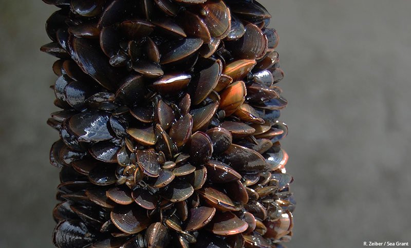 New methods for cultivating blue mussels could provide an economic boost for local communities.