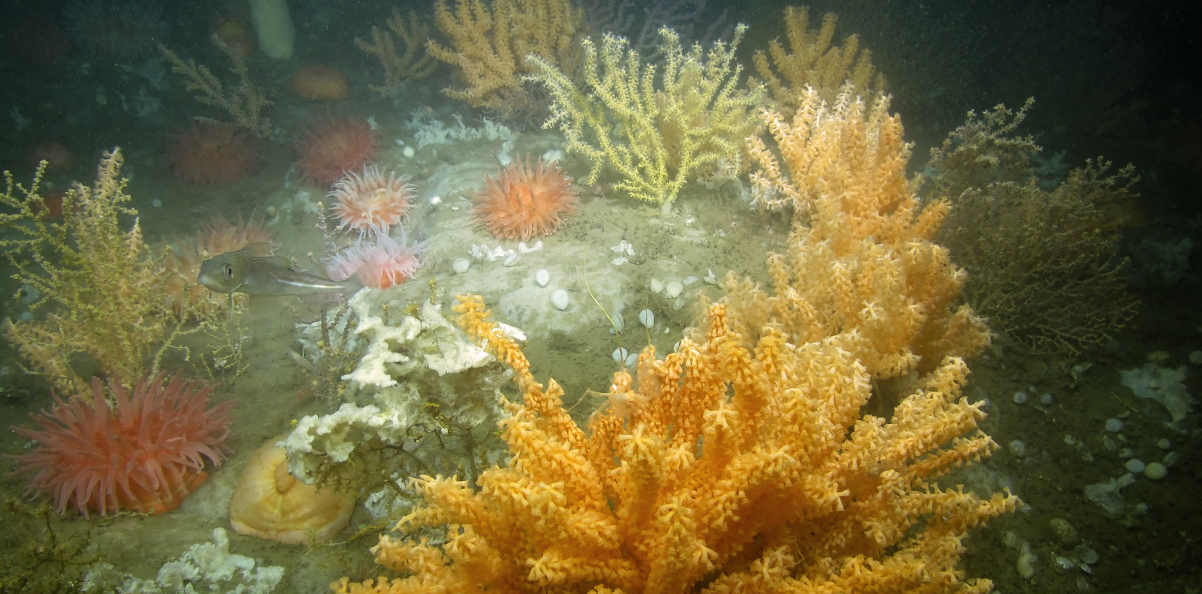 Deep-sea coral garden habitat in Western Jordan Basin, Gulf of Maine
