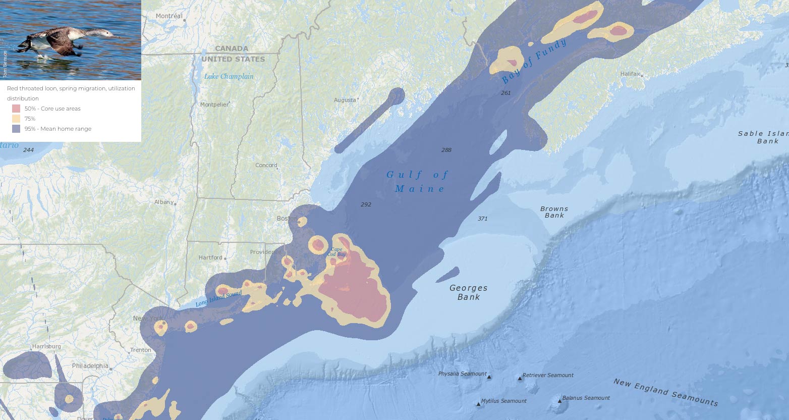 Red-throated loon map