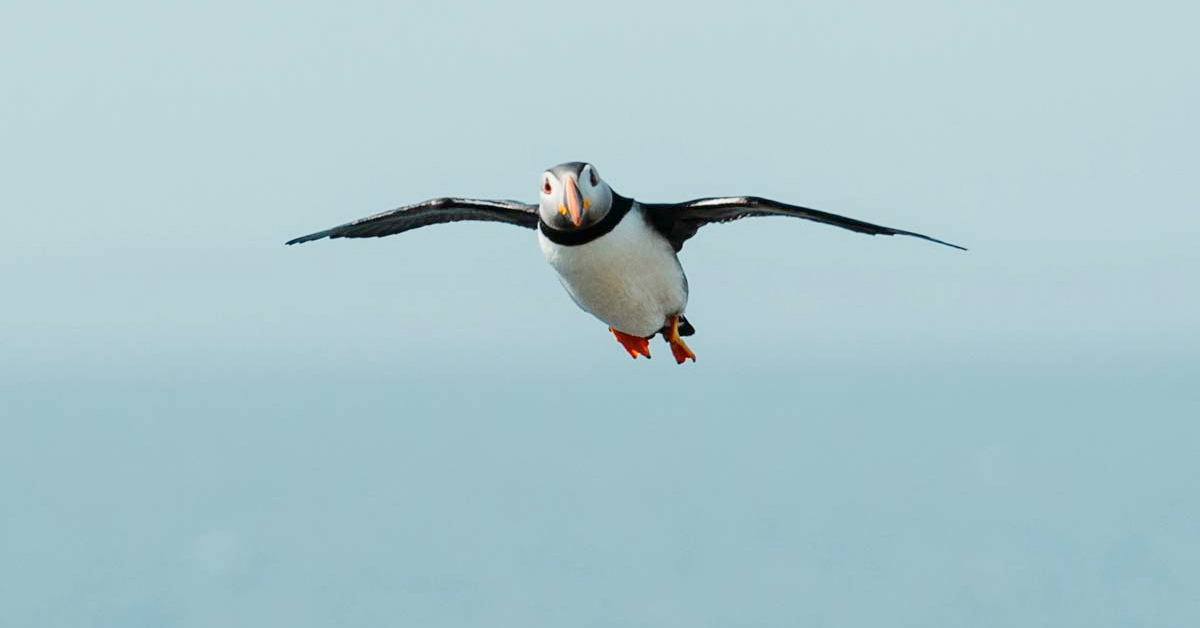 Updated Marine Bird Distribution Models for U.S. Atlantic Waters Added to the Marine Life Library
