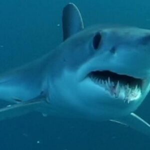 900x600 atlantic pacific shortfin mako shark noaa