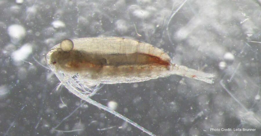 Updates to Zooplankton Products from NOAA Fisheries EcoMon Surveys