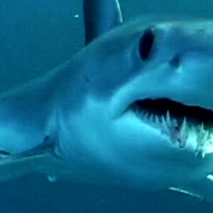 atlantic pacific shortfin mako shark noaa feat